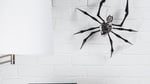 Arachnophobia_insitu_2_lres_rgb