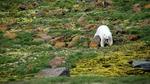 Franz-josef-land-polar-bear-2