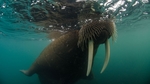 Franz-josef-land-walrus-in-water