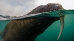 Franz-josef-land-walrus-swims